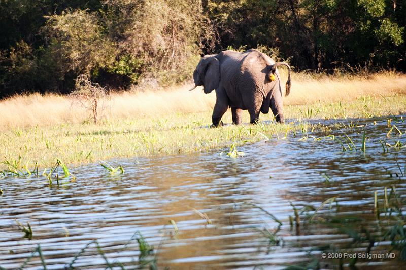 20090614_084241 D3 X1.jpg - Following large herds in Okavango Delta
